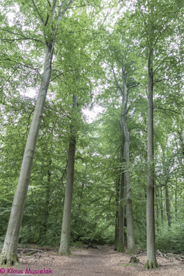 Königswusterhausen, August 2021