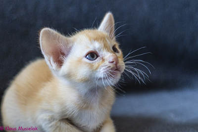 Zuma-Burma P-Wurf, Berlin, Juni 2020