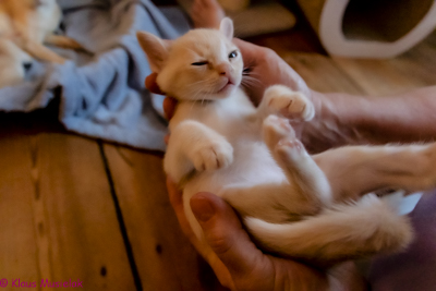 Zuma-Burma P-Wurf, Berlin, Juni 2020