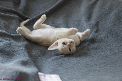 Zuma-Burma P-Wurf, Berlin, Juni 2020