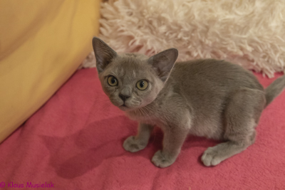 Zuma-Burma Q-Wurf, Berlin, Januar 2021