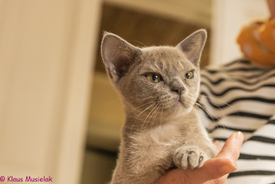 Zuma-Burma Q-Wurf, Berlin, Januar 2021