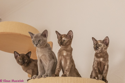 Zuma-Burma Q-Wurf, Berlin, Januar 2021