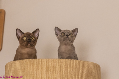 Zuma-Burma Q-Wurf, Berlin, Januar 2021