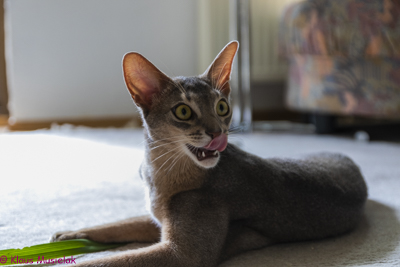 Kater Odin in Halle (Saale)