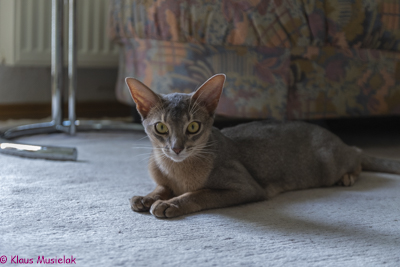 Kater Odin in Halle (Saale)