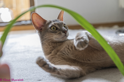 Kater Odin in Halle (Saale)