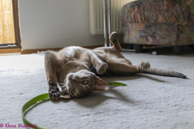 Kater Odin in Halle (Saale)