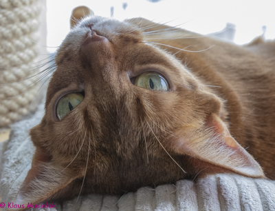 Geliebte Katze: Minchen