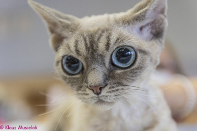 Devonrex, Ausstellung Eberswalde 2021