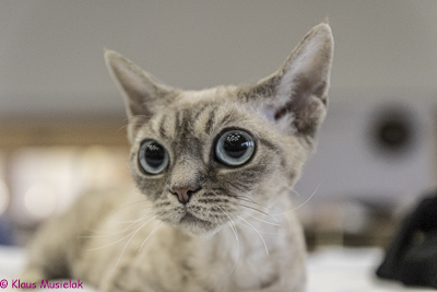 Devonrex, Ausstellung Eberswalde 2021