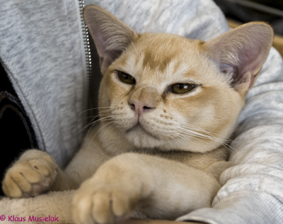 Cattery Zuma Burma, Berlin 2018