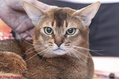 Abessinier, Stettin 2018