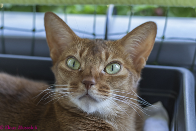 Ghaniyah, Tochter von Minchen