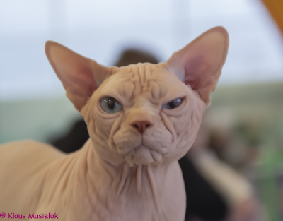 Sphinx, Poznan November 21