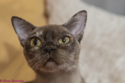 Cattery Zuma Burma, Berlin 2021