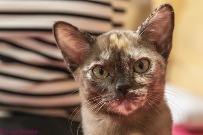 Cattery Zuma Burma, Berlin 2021