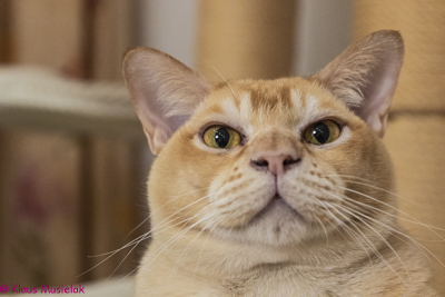 Cattery Zuma Burma, Berlin 2021