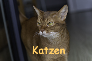 Katzen